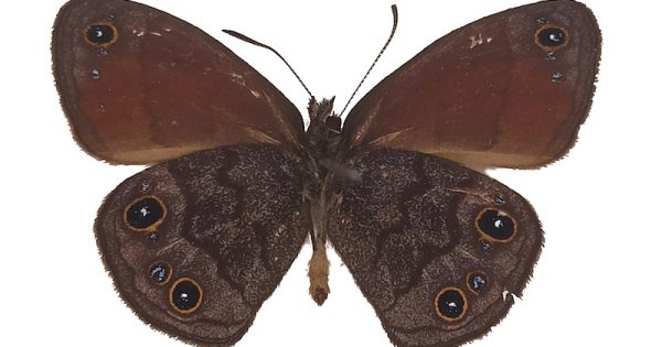 borboleta-nova-especie-agojie-rupicola-descoberta-no-vale-do-rio-doce-foto-INMAa