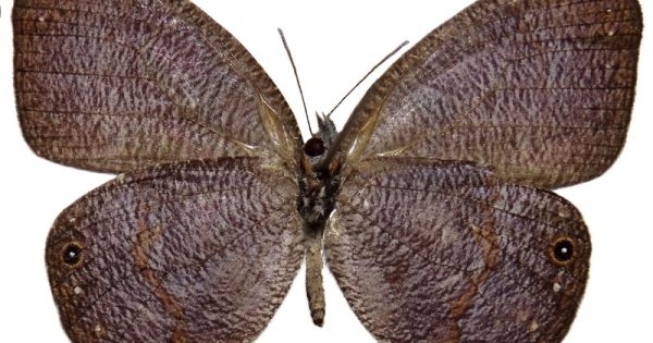 borboleta-rara-e-encontrada-em-reserva-no-vale-do-ribeira-conexao-planeta-foto-legado-das-aguas-webdoor