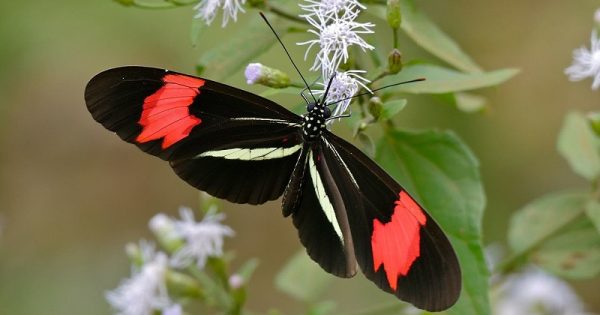 borboletas-curitiba-conexao-planeta