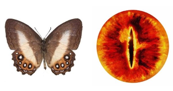 borboletas-sauron-abre2-conexao-planeta