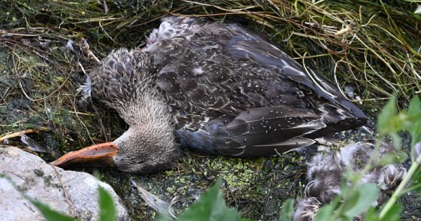 botulismo-morte-aves-bird-alliance-oregon-conexao-planeta