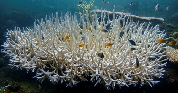 branqueamento-corais-veronique-mocellin-conexao-planeta