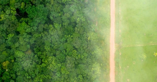 Brasil anuncia plano de recuperação de florestas