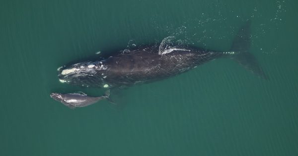 Brasil consegue aprovar “Declaração de Florianópolis” que garante proteção das baleias