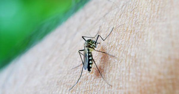 brasil-casos-dengue-nuzeee-conexao-planeta