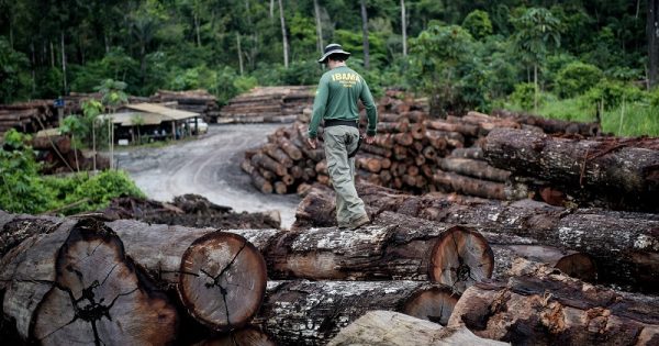 Brasil é o país do mundo que teve mais perda florestal em 2017