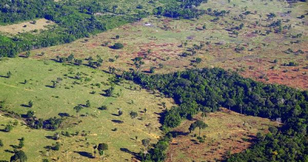 brasil-perda-florestas-primarias-conexao-planeta