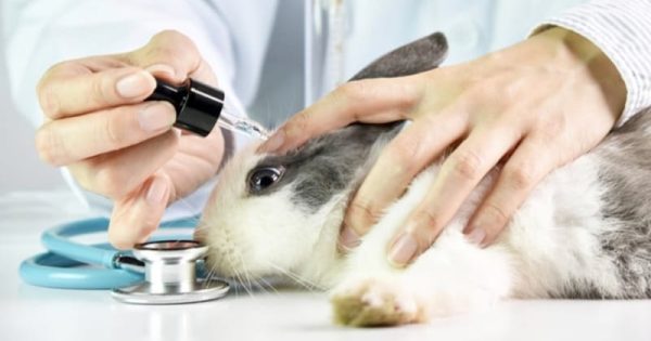 brasileiros-proibicao-testes-animais-conexao-planeta