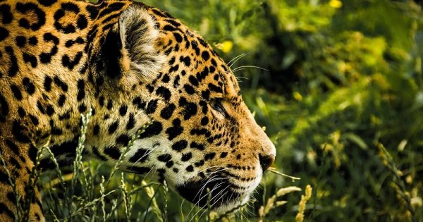 Caatinga ganha duas novas áreas protegidas, entre elas, o Parque Nacional do Boqueirão da Onça