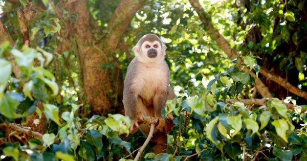caca-antas-macacos-amazonia-aquecimento-global-800
