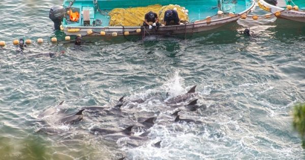 caca-golfinhos-japao-robert-gihooly-conexao-planeta