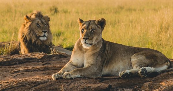 Caçadores de rinocerontes são devorados por leões na África do Sul