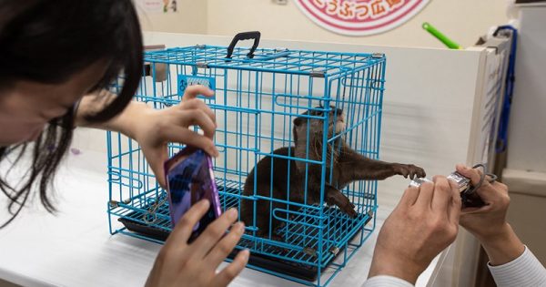 World Animal Protection-Otter smuggling fuelled by craze for cut