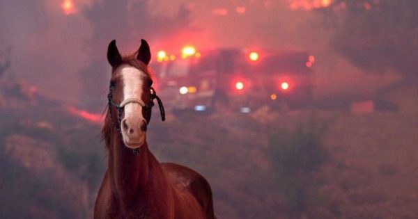 california-incendios-resgate-animais-foto-humane-society-of-ventura-county