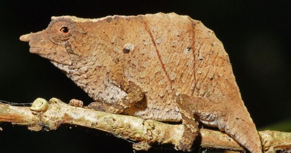 camaleao-pigmeu-tanzania-conexao-planeta