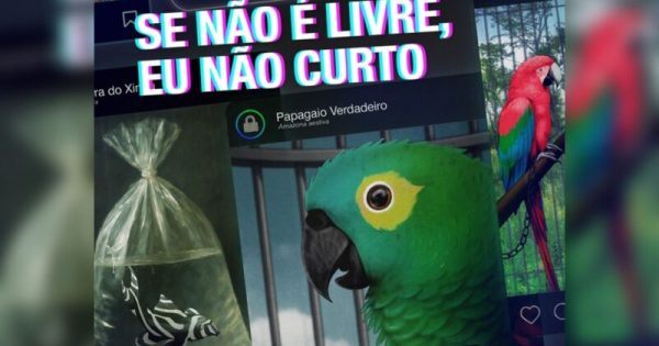 campanha-se-nao-e-livre-nao-curto-5-conexao-planeta