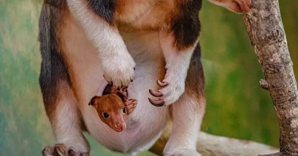 canguru-arvore-nascimento-filhote-abre-conexao-planeta