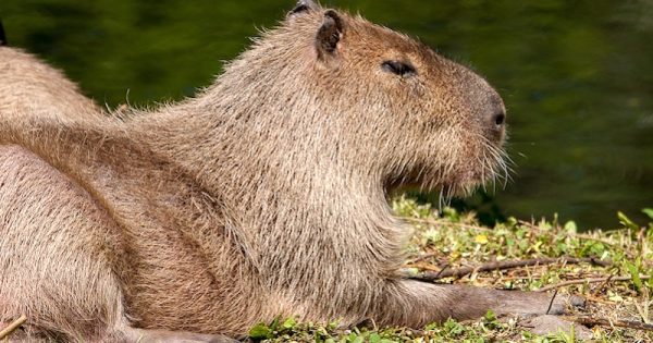 capivara-foto-minka2507-pixabay