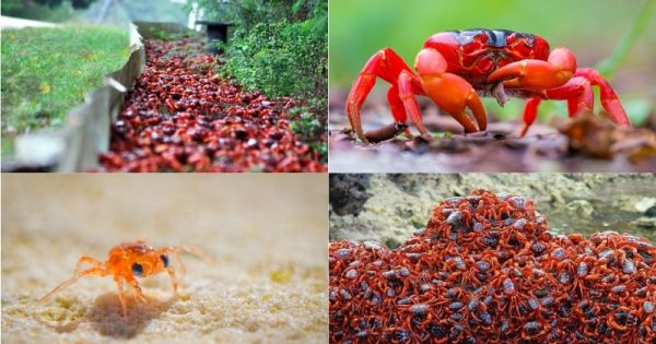 caranguejos-vermelhos-migracao-australia-abre-conexao-planeta