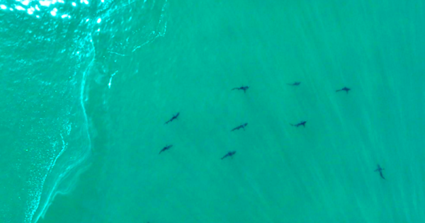 cardume-com-mais de-100-tubaroes-e-avistado-por-pesquiadores-em-ilha-grande-no-RJ-foto-reproducao-video