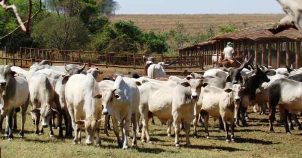 produção de carne feita em área de desmatamento