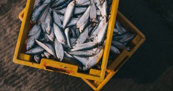carta-aberta-veterinarios-alertam-nao-consumir-pescados-conexao-planeta