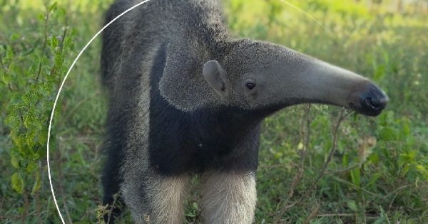 cecilia-darlan-filhotes-tamandua-soltura-conexao-planeta