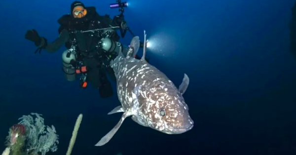 celacanto-de-sulawesi-foto-alexis-chappuis-scientific-reports-2025-CC BY-NC-ND 4.0-1b