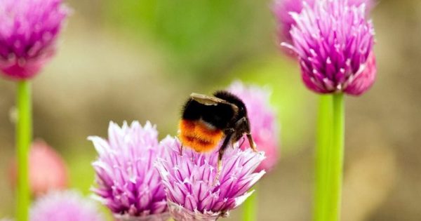 censo-abelhas-mobiliza-britanico-aplicativo-celular-3-conexao-planeta
