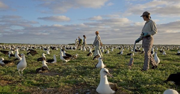 censo-albatroz-Dan-Clark-USFWS-conexao-planeta