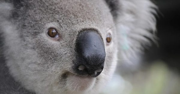 censo-coalas-australia-2-menor-conexao-planeta