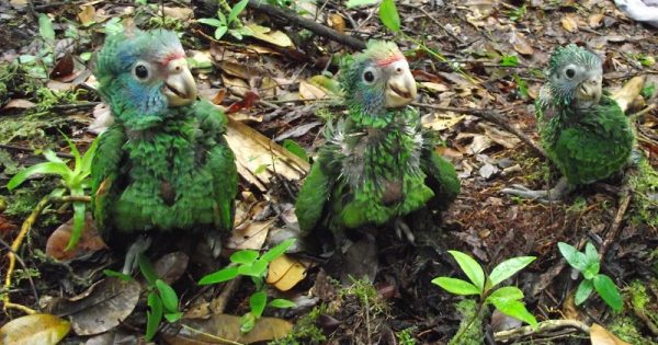 censo-mostra-novo-aumento-populacao-papagaios-cara-roxa-2-conexao-planeta