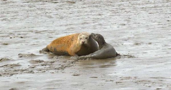 Censo revela mais de 100 focas nascidas no Tâmisa, rio inglês considerado morto há 60 anos