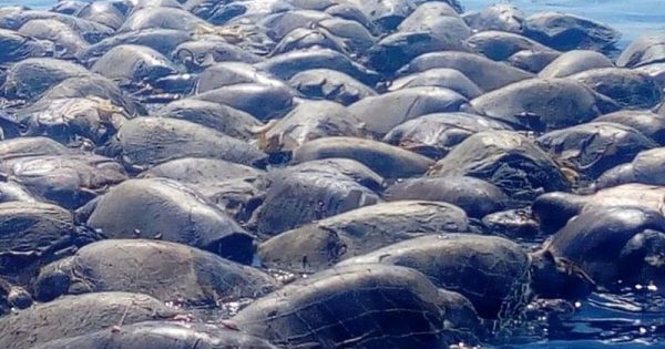Centenas de tartarugas-marinhas morrem presas em rede de pesca ilegal no México