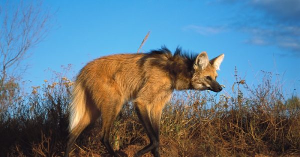 Maned Wolf (Chrysocyon brachyurus) stilt-like legs adapted for roaming long distances in tall grass habitat, Serra de Canastra National Park, Brazil