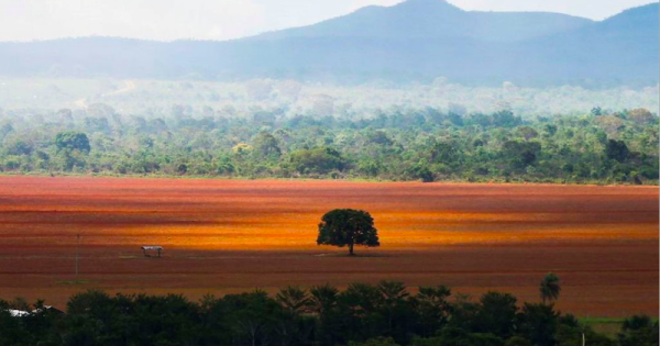 cerrado-desmatamento-foto-marcelo-camargo-agencia-brasil
