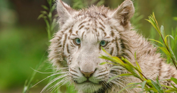 charlota-filhote-tigre-branco-traficada-que-vive-num-santuario-na-alemanha-foto-tierart-divulgacao