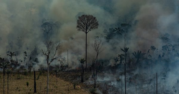 chefe-fiscalizacao-ibama-diz-dia-do-fogo-amazonia-agosto2019-Foto-Victor-Moriyama-Greenpeace