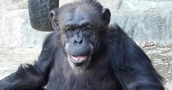 chimpanze-argentina-santuario-primatas-sorocaba-conexao-planeta-foto-gap-brasil-webdoor