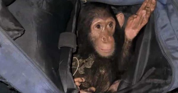 chimpanze-e-econtrado-em-mochila-dias-depois-de-traficado-no-congo-foto-reproducao-video0a