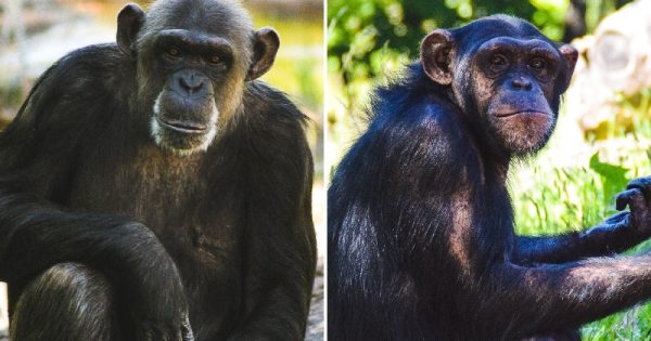 chimpanzes-mortos-zoologico-suecia-conexao-planeta