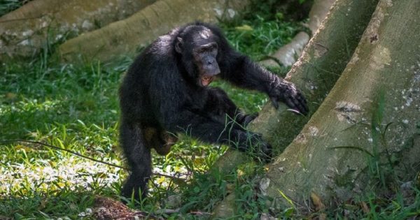 chimpanzes-tamborilar-arvores-conexao-planeta