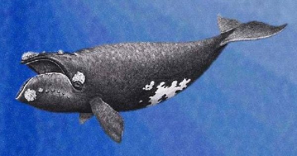 cientistas-conseguem-gravar-canto-baleia-mais-rara-mundo-conexao-planeta