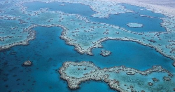 cientistas-descobrem-coral-500-metros-4-conexao-planeta