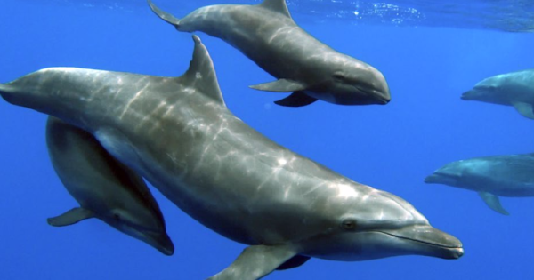 cientistas-registram-primeira-vez-adocao-golfinho-outra-especie-conexao-planeta