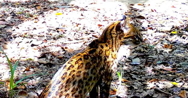 cinco-novas-especies-ameacadas-de-extincao-descobertas-em-reserva-no-sul-da-bahia-gato-do-mato-pequeno-foto-icmbio