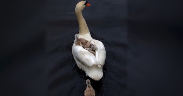 cisne-filhotes-2-conexao-planeta