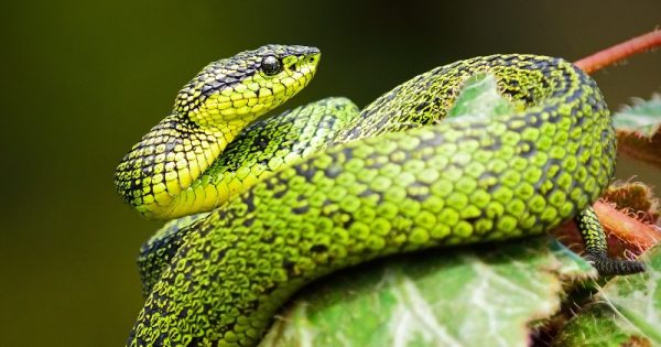 clitoris-cobras-conexao-planeta