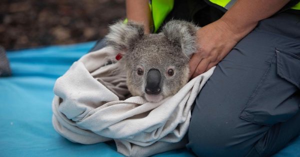 coalas-resgatados-incendios-australias-devolvidos-natureza-4-conexao-planeta