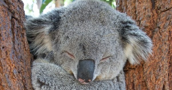 coalas-vacinacao-clamidia-conexao-planeta